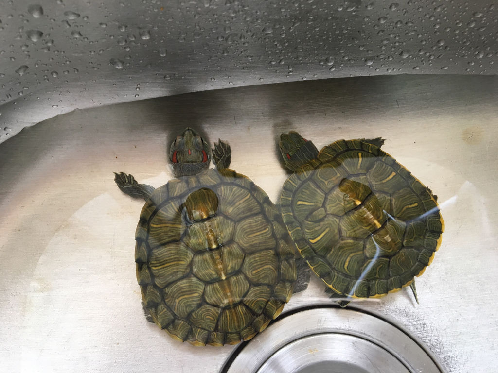 新手如何养龟?龟的饲养方法