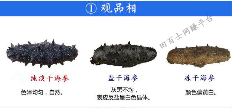 海参属于动物还是植物?