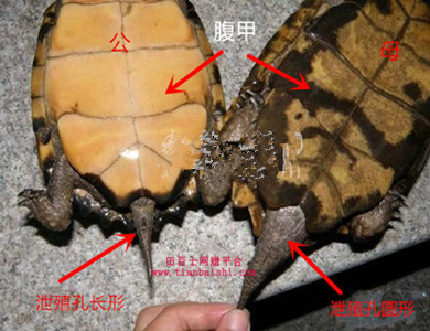 小乌龟怎么分辨公母?